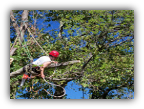 Palm Bay Tree Service