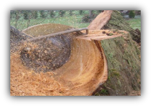 Palm Bay Stump Grinding Service