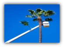 Palm Bay Palm Tree Trimming